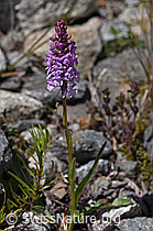 Langspornige Handwurz (Gymnadenia conopsea) (07.2020, F169989)