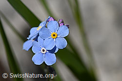 Sumpf-Vergissmeinnicht (Myosotis scorpioides) (07.2020, F169990)