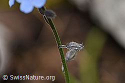 Foto: Sumpf-Vergissmeinnicht (Myosotis scorpioides)