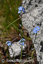 Sumpf-Vergissmeinnicht (Myosotis scorpioides) (07.2020, F169993)