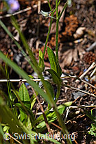Sumpf-Vergissmeinnicht (Myosotis scorpioides) (07.2020, F169994)