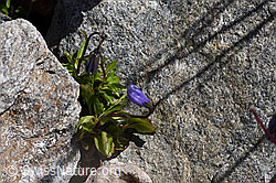 Niedliche Glockenblume (Campanula cochleariifolia) (F169998) Niedliche Glockenblume (Campanula cochleariifolia) (F169998)