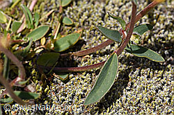 Alpen-Wundklee (Anthyllis vulneraria ssp. alpestris) (F170002)