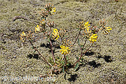 Alpen-Wundklee (Anthyllis vulneraria ssp. alpestris) (F170004)