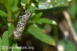 Kleinschmetterling an Pflanze (F170010) Kleinschmetterling an Pflanze (F170010)