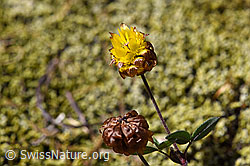 Braun-Klee (Trifolium badium) (07.2020, F170019)