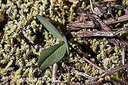 Braun-Klee (Trifolium badium) (07.2020, F170020)