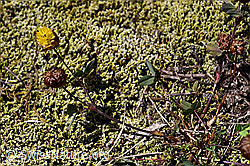 Braun-Klee (Trifolium badium) (07.2020, F170022)