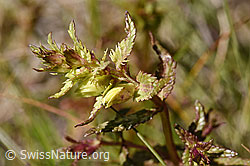 Schmalblättriger Klappertopf (Rhinanthus glacialis) (F170023)
