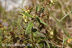 Schmalblättriger Klappertopf (Rhinanthus glacialis) (F170026)