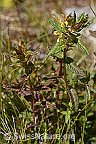 Schmalblättriger Klappertopf (Rhinanthus glacialis) (F170027)