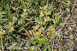 Glänzender Silbermantel (Alchemilla nitida) (F170031) Glänzender Silbermantel (Alchemilla nitida) (F170031)