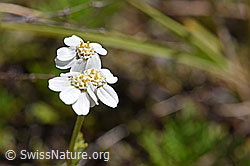 Moschus-Schafgarbe (Achillea erba-rotta) (07.2020, F170033)