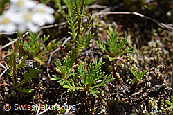 Moschus-Schafgarbe (Achillea erba-rotta) (07.2020, F170034)