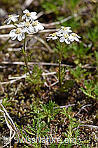 Moschus-Schafgarbe (Achillea erba-rotta) (07.2020, F170035)