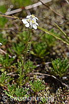 Moschus-Schafgarbe (Achillea erba-rotta) (F170036)