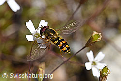Mondfleck-Feldschwebfliege (Eupeodes luniger)