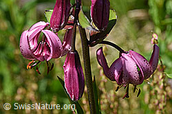 F170083: Blüten des Türkenbund (Lilium martagon)