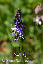 Phyteuma betonicifolium (F170096)