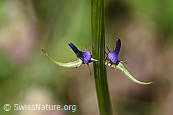 Phyteuma betonicifolium (F170097)