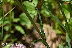 Phyteuma betonicifolium (F170099)