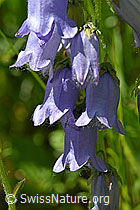 Campanula barbata (F170103)