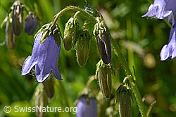 Campanula barbata (F170107)