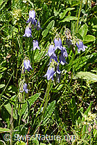 Campanula barbata (F170108)