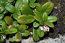 Preiselbeere (Vaccinium vitis-idaea) (F170124) Preiselbeere (Vaccinium vitis-idaea) (F170124)