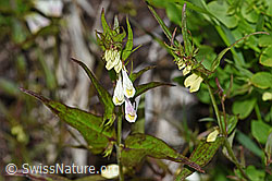 Heide-Wachtelweizen (Melampyrum pratense) (F170127)