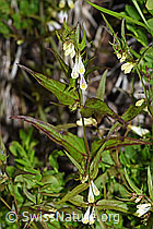 Heide-Wachtelweizen (Melampyrum pratense) (F170128)