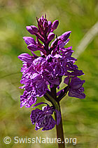 Geflecktes Knabenkraut (Dactylorhiza maculata) (F170144) Geflecktes Knabenkraut (Dactylorhiza maculata) (F170144)