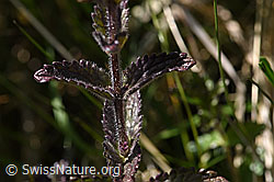 Bartsia alpina (F170147)