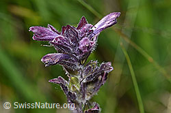 Bartsia alpina (F170150)