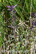 Bartsia alpina (F170153)