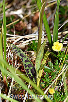 Geflecktes Knabenkraut (Dactylorhiza maculata) (F170158) Geflecktes Knabenkraut (Dactylorhiza maculata) (F170158)