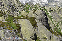 Foto: Gletscherschliff und Rundhöcker aus Aaaregranit