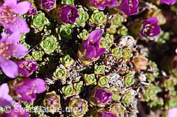 Gegenblättriger Steinbrech (Saxifraga oppositifolia) (F170296) Gegenblättriger Steinbrech (Saxifraga oppositifolia) (F170296)