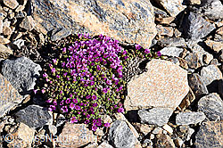Gegenblättriger Steinbrech (Saxifraga oppositifolia) (F170297) Gegenblättriger Steinbrech (Saxifraga oppositifolia) (F170297)