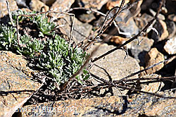 Echte Edelraute (Artemisia umbelliformis) (F170298) Echte Edelraute (Artemisia umbelliformis) (F170298)