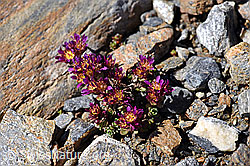 Zweiblütiger Steinbrech (Saxifraga biflora) (07.2020, F170305)