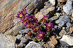 Zweiblütiger Steinbrech (Saxifraga biflora) (F170306)