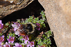 Gegenblättriger Steinbrech (Saxifraga oppositifolia)