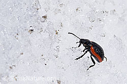 Rotsaum-Blattkäfer (Chrysolina sanguinolenta) (07.2020, F170361)