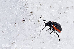 Rotsaum-Blattkäfer (Chrysolina sanguinolenta) (F170362) Rotsaum-Blattkäfer (Chrysolina sanguinolenta) (F170362)