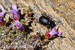 Rotsaum-Blattkäfer (Chrysolina sanguinolenta) (F170370) Rotsaum-Blattkäfer (Chrysolina sanguinolenta) (F170370)