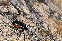 Rotsaum-Blattkäfer (Chrysolina sanguinolenta) (07.2020, F170371)