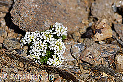 Kurzstängelige Gämskresse (Pritzelago alpina ssp. brevicaulis) (F170374) Kurzstängelige Gämskresse (Pritzelago alpina ssp. brevicaulis) (F170374)
