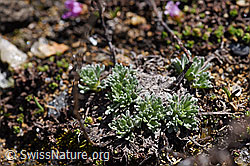 Ährige Edelraute (Artemisia genipi) (F170388) Ährige Edelraute (Artemisia genipi) (F170388)