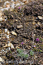 Ährige Edelraute (Artemisia genipi) (F170390) Ährige Edelraute (Artemisia genipi) (F170390)